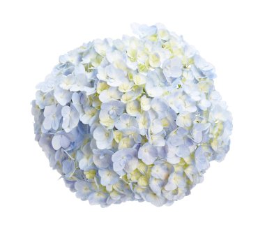 Ortanca çiçeği, ortanca makrofilla, beyaz arka planda izole edilmiş, kırpma yolu ile                               