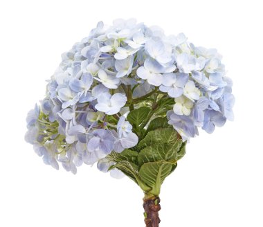 Ortanca çiçeği, ortanca makrofilla, beyaz arka planda izole edilmiş, kırpma yolu ile                               