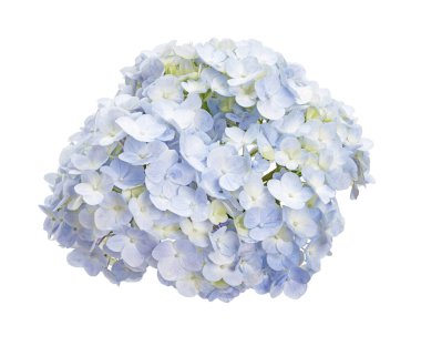 Ortanca çiçeği, ortanca makrofilla, beyaz arka planda izole edilmiş, kırpma yolu ile                               