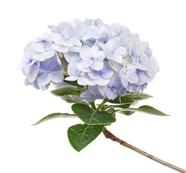 Ortanca çiçeği, ortanca makrofilla, beyaz arka planda izole edilmiş, kırpma yolu ile                               