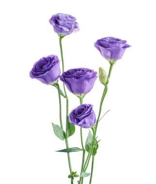 Teksas BlueBell çiçekleri, Mor Lisianthus çiçekleri beyaz arka planda izole edilmiş, kırpma yolu ile                        