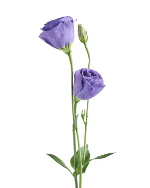 Teksas BlueBell çiçekleri, Mor Lisianthus çiçekleri beyaz arka planda izole edilmiş, kırpma yolu ile                        