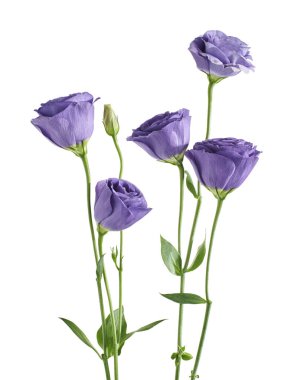 Teksas BlueBell çiçekleri, Mor Lisianthus çiçekleri beyaz arka planda izole edilmiş, kırpma yolu ile                        