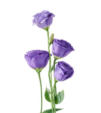 Teksas BlueBell çiçekleri, Mor Lisianthus çiçekleri beyaz arka planda izole edilmiş, kırpma yolu ile                        