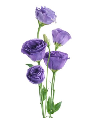 Teksas BlueBell çiçekleri, Mor Lisianthus çiçekleri beyaz arka planda izole edilmiş, kırpma yolu ile                        