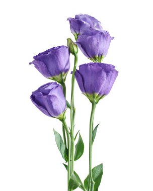 Teksas BlueBell çiçekleri, Mor Lisianthus çiçekleri beyaz arka planda izole edilmiş, kırpma yolu ile                        