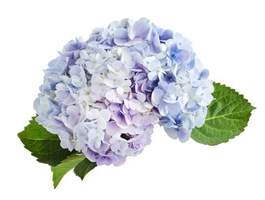 Ortanca çiçeği, ortanca makrofilla, beyaz arka planda izole edilmiş, kırpma yolu ile