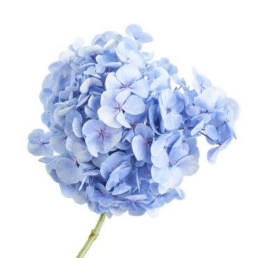 Ortanca çiçeği, ortanca makrofilla, beyaz arka planda izole edilmiş, kırpma yolu ile                            