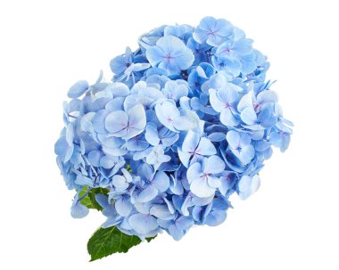 Ortanca çiçeği, ortanca makrofilla, beyaz arka planda izole edilmiş, kırpma yolu ile                            