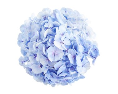 Ortanca çiçeği, ortanca makrofilla, beyaz arka planda izole edilmiş, kırpma yolu ile                            