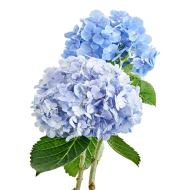 Ortanca çiçeği, ortanca makrofilla, beyaz arka planda izole edilmiş, kırpma yolu ile                            