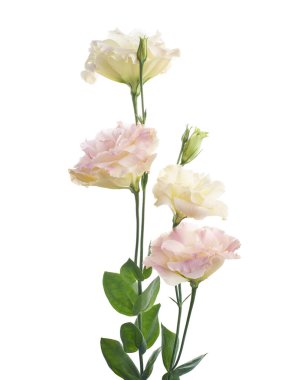 Pembe Lisianthus çiçekleri, Teksas çan çiçekleri, Çayır çiçekleri, beyaz arka planda izole edilmiş, kırpma yolu ile                               