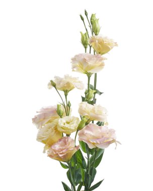 Pembe Lisianthus çiçekleri, Teksas çan çiçekleri, Çayır çiçekleri, beyaz arka planda izole edilmiş, kırpma yolu ile                               