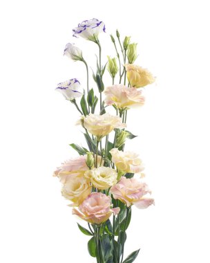 Pembe Lisianthus çiçekleri, Teksas çan çiçekleri, Çayır çiçekleri, beyaz arka planda izole edilmiş, kırpma yolu ile                               