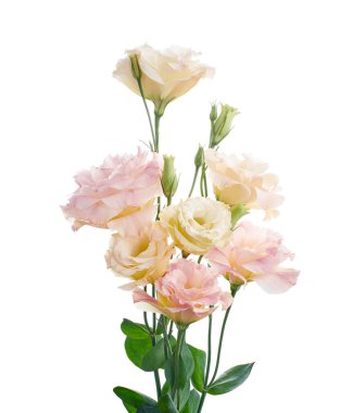 Pembe Lisianthus çiçekleri, Teksas çan çiçekleri, Çayır çiçekleri, beyaz arka planda izole edilmiş, kırpma yolu ile                               