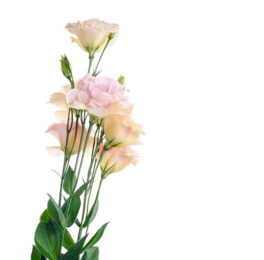Pembe Lisianthus çiçekleri, Teksas çan çiçekleri, Çayır çiçekleri, beyaz arka planda izole edilmiş, kırpma yolu ile                               