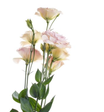 Pembe Lisianthus çiçekleri, Teksas çan çiçekleri, Çayır çiçekleri, beyaz arka planda izole edilmiş, kırpma yolu ile                               