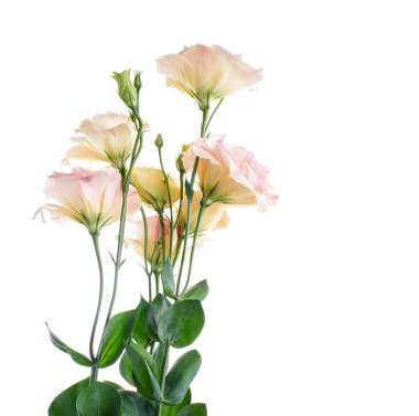 Pembe Lisianthus çiçekleri, Teksas çan çiçekleri, Çayır çiçekleri, beyaz arka planda izole edilmiş, kırpma yolu ile                               