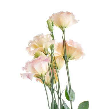 Pembe Lisianthus çiçekleri, Teksas çan çiçekleri, Çayır çiçekleri, beyaz arka planda izole edilmiş, kırpma yolu ile                               