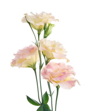 Pembe Lisianthus çiçekleri, Teksas çan çiçekleri, Çayır çiçekleri, beyaz arka planda izole edilmiş, kırpma yolu ile                               
