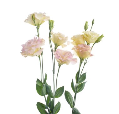 Pembe Lisianthus çiçekleri, Teksas çan çiçekleri, Çayır çiçekleri, beyaz arka planda izole edilmiş, kırpma yolu ile                               