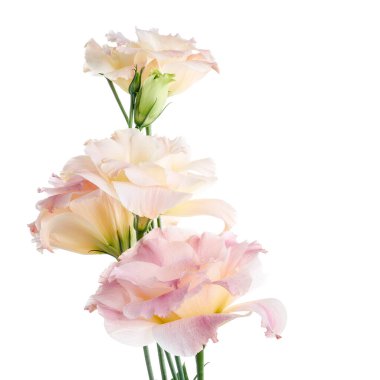 Pembe Lisianthus çiçekleri, Teksas çan çiçekleri, Çayır çiçekleri, beyaz arka planda izole edilmiş, kırpma yolu ile                               
