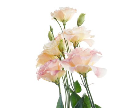 Pembe Lisianthus çiçekleri, Teksas çan çiçekleri, Çayır çiçekleri, beyaz arka planda izole edilmiş, kırpma yolu ile                               