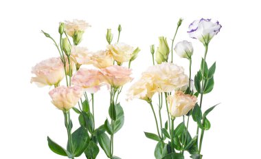 Pembe Lisianthus çiçekleri, Teksas çan çiçekleri, Çayır çiçekleri, beyaz arka planda izole edilmiş, kırpma yolu ile                               