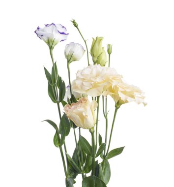 Pembe Lisianthus çiçekleri, Teksas çan çiçekleri, Çayır çiçekleri, beyaz arka planda izole edilmiş, kırpma yolu ile                               