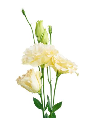 Pembe Lisianthus çiçekleri, Teksas çan çiçekleri, Çayır çiçekleri, beyaz arka planda izole edilmiş, kırpma yolu ile                               