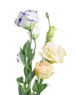 Pembe Lisianthus çiçekleri, Teksas çan çiçekleri, Çayır çiçekleri, beyaz arka planda izole edilmiş, kırpma yolu ile                               