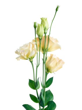Pembe Lisianthus çiçekleri, Teksas çan çiçekleri, Çayır çiçekleri, beyaz arka planda izole edilmiş, kırpma yolu ile                               