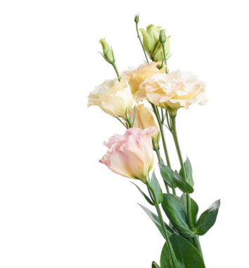 Pembe Lisianthus çiçekleri, Teksas çan çiçekleri, Çayır çiçekleri, beyaz arka planda izole edilmiş, kırpma yolu ile                               