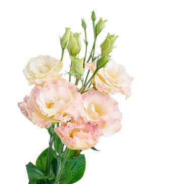Pembe Lisianthus çiçekleri, Teksas çan çiçekleri, Çayır çiçekleri, beyaz arka planda izole edilmiş, kırpma yolu ile                               