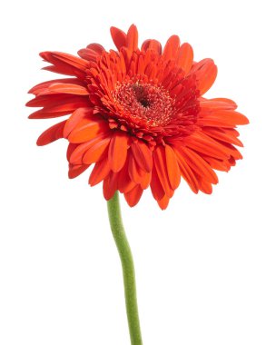 Kırmızı Barberton papatya çiçeği, Gerbera Jamesonii, beyaz arka planda izole edilmiş, kırpma yolu ile  