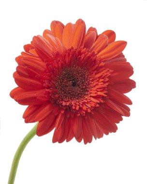 Kırmızı Barberton papatya çiçeği, Gerbera Jamesonii, beyaz arka planda izole edilmiş, kırpma yolu ile  