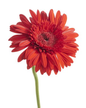 Kırmızı Barberton papatya çiçeği, Gerbera Jamesonii, beyaz arka planda izole edilmiş, kırpma yolu ile  
