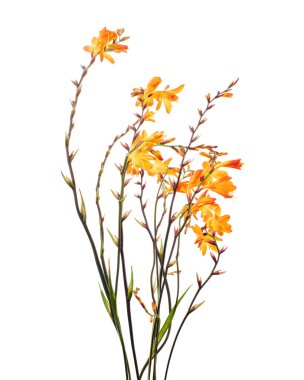 Crocosmia çiçeği, turuncu Montbretia çiçeği beyaz arka planda izole edilmiş, kırpma yolu ile 