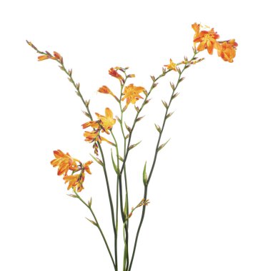 Crocosmia çiçeği, turuncu Montbretia çiçeği beyaz arka planda izole edilmiş, kırpma yolu ile 