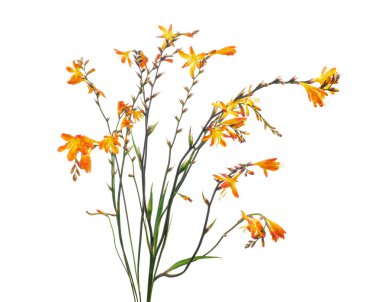 Crocosmia çiçeği, turuncu Montbretia çiçeği beyaz arka planda izole edilmiş, kırpma yolu ile 