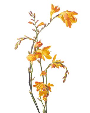 Crocosmia çiçeği, turuncu Montbretia çiçeği beyaz arka planda izole edilmiş, kırpma yolu ile 