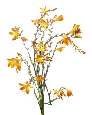 Crocosmia çiçeği, turuncu Montbretia çiçeği beyaz arka planda izole edilmiş, kırpma yolu ile 