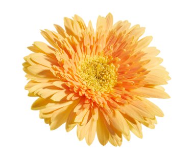 Turuncu Barberton papatya çiçeği, Gerbera Jamesonii, beyaz arka planda izole edilmiş, kırpma yolu ile                          