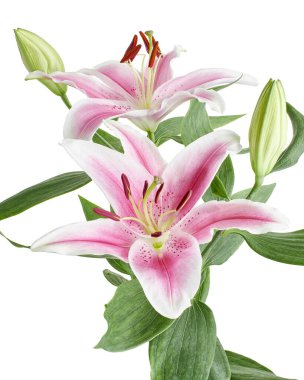 Japon zambağı, Pembe zambak çiçekleri, Lilium Specosum beyaz arka planda izole edilmiş, kırpma yolu ile                          