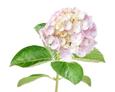 Pembe ortanca çiçeği, ortanca macrophylla, beyaz arka planda izole edilmiş, kırpma yolu ile