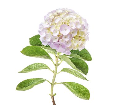 Pembe ortanca çiçeği, ortanca macrophylla, beyaz arka planda izole edilmiş, kırpma yolu ile