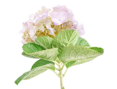 Pembe ortanca çiçeği, ortanca macrophylla, beyaz arka planda izole edilmiş, kırpma yolu ile