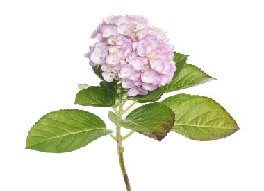 Pembe ortanca çiçeği, ortanca macrophylla, beyaz arka planda izole edilmiş, kırpma yolu ile