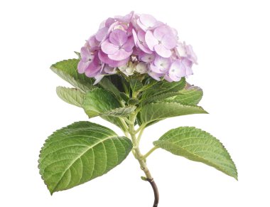 Pembe ortanca çiçeği, ortanca macrophylla, beyaz arka planda izole edilmiş, kırpma yolu ile