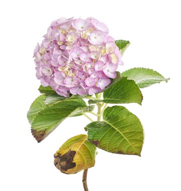 Pembe ortanca çiçeği, ortanca macrophylla, beyaz arka planda izole edilmiş, kırpma yolu ile